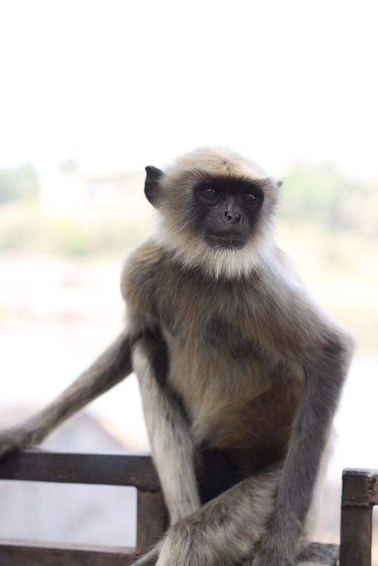 India 2010 - Hampi - Monkeys